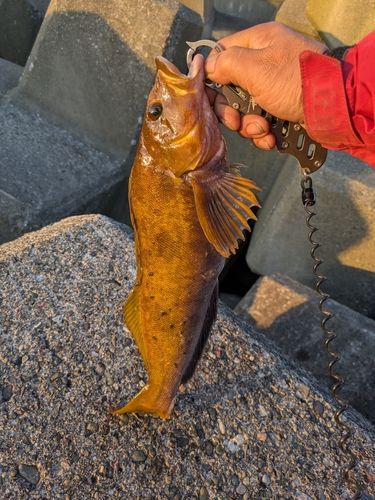 アブラコの釣果