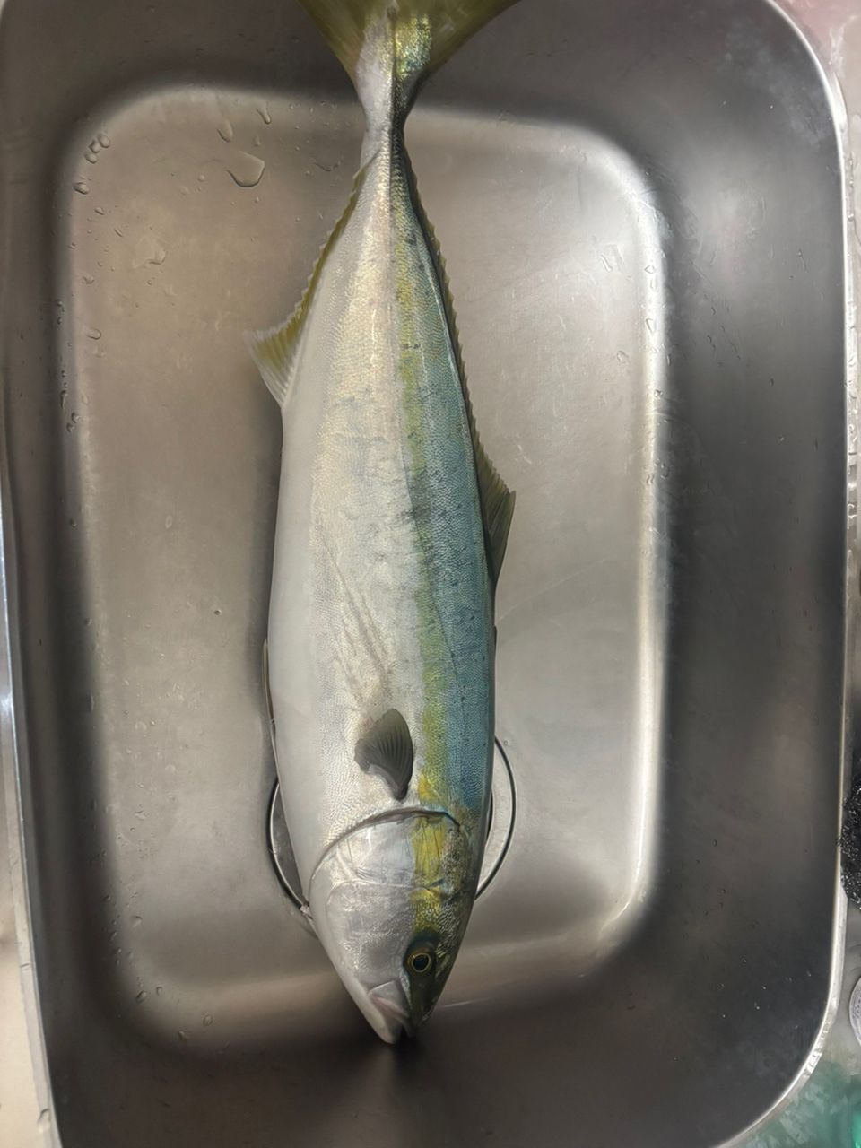 Mizuki921さんの釣果 1枚目の画像