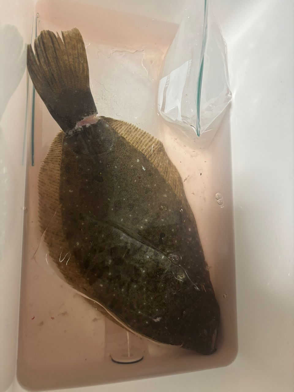 Mizuki921さんの釣果 2枚目の画像