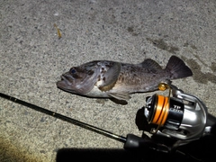 クロソイの釣果