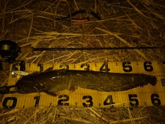 ニホンナマズの釣果