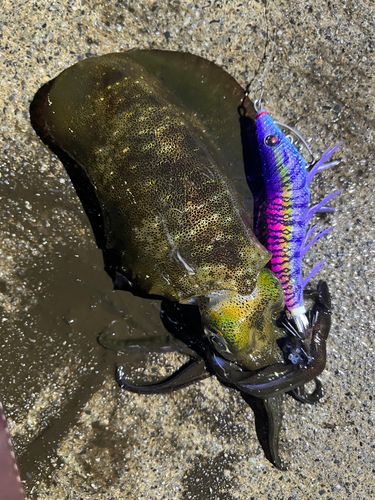アオリイカの釣果