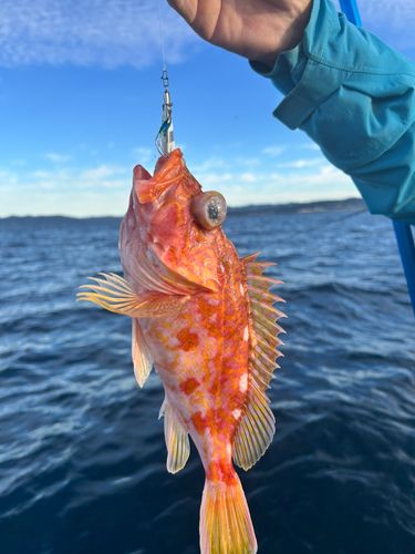 アヤメカサゴの釣果