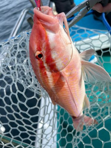 オジサンの釣果