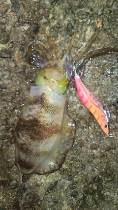 アオリイカの釣果