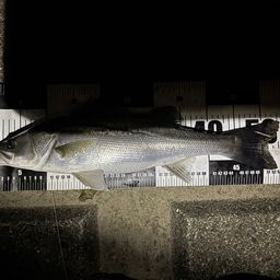 セイゴ（マルスズキ）