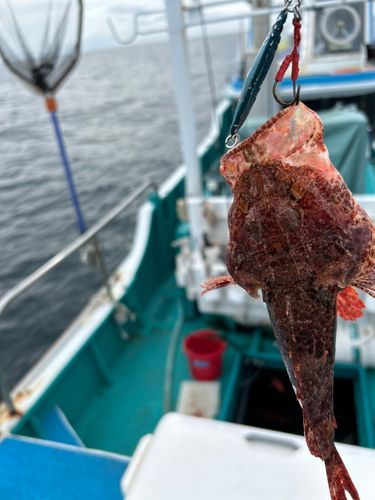 オニカサゴの釣果