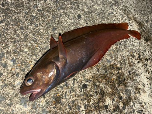 エゾイソアイナメの釣果