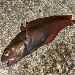 エゾイソアイナメ