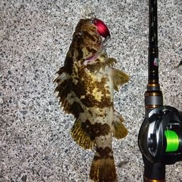 タケノコメバル