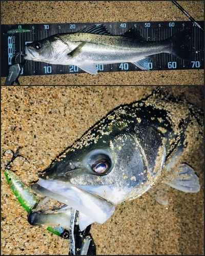 シーバスの釣果