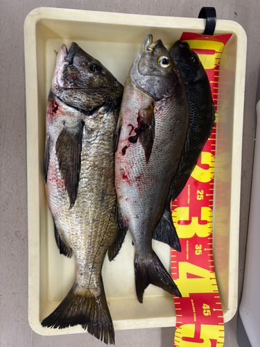 チヌの釣果