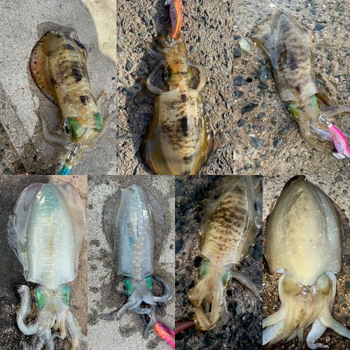 アオリイカの釣果