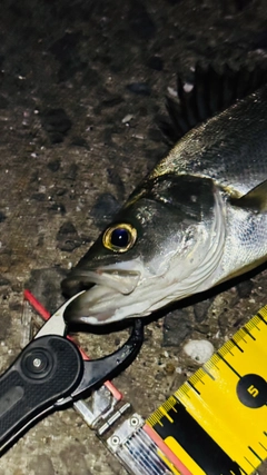 ヒラスズキの釣果