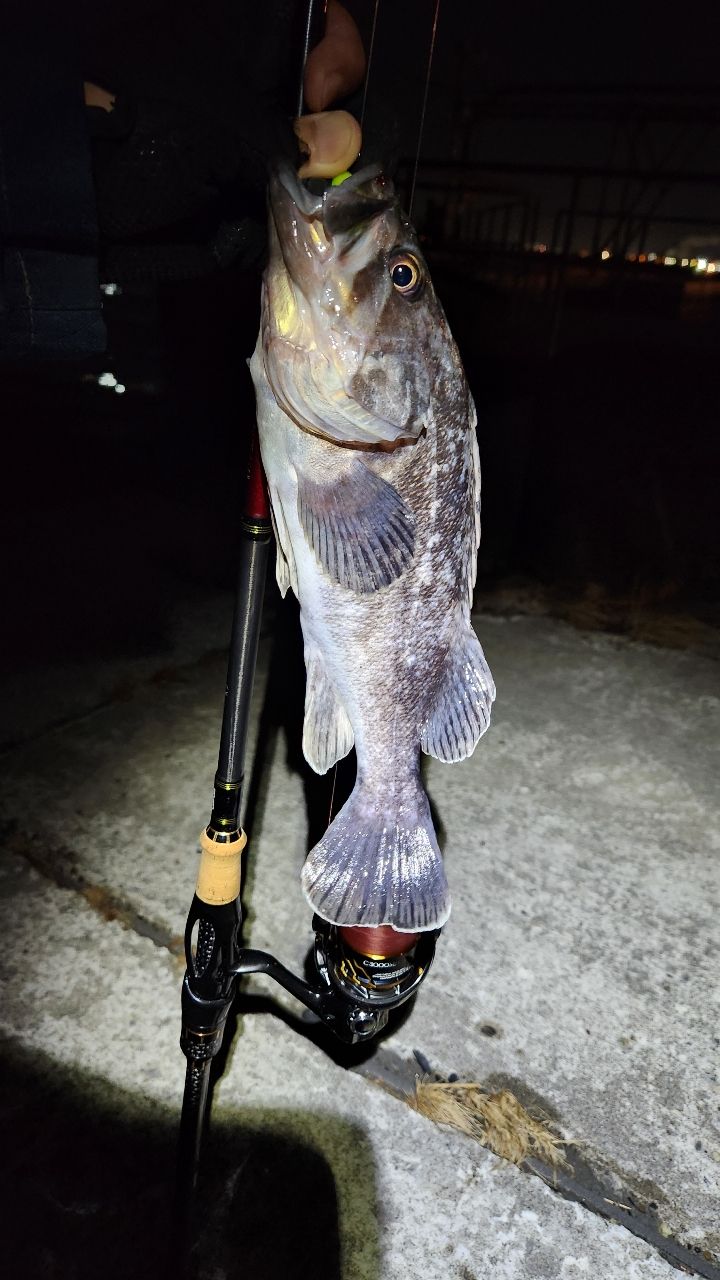 AbuGarcia エラディケーター ロックスイーパー ERSS-77MHFの最安値