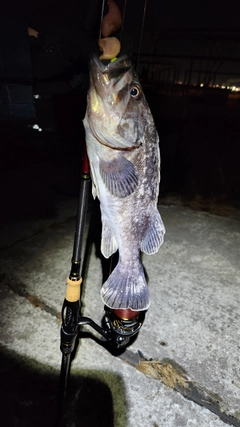 クロソイの釣果