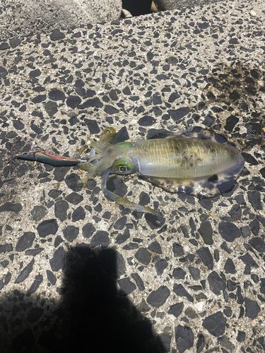 アオリイカの釣果