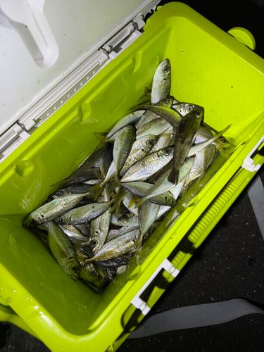 周防大島（屋代島）