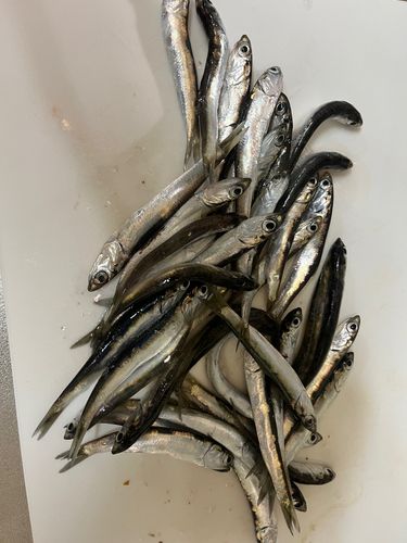 カタクチイワシの釣果
