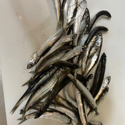 カタクチイワシ