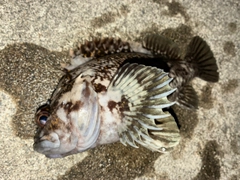 オウゴンムラソイの釣果
