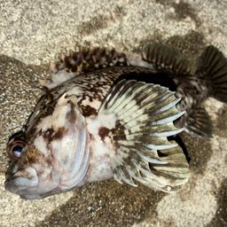 オウゴンムラソイ