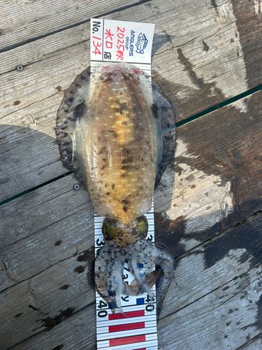 アオリイカの釣果