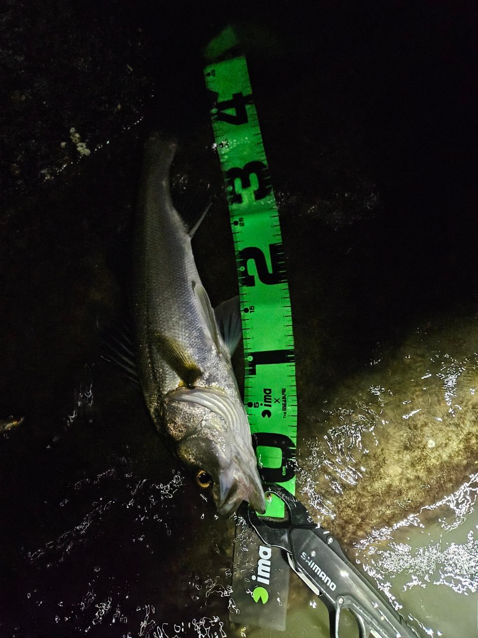 送料込み❗【gcraftセブンセンスTRミッドウォーター MMB-972-TR】 ジークラフト セブンセンスTR ミッドウォーター MWS-972-TR Wading