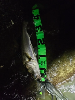 フッコ（マルスズキ）の釣果