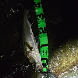 フッコ（マルスズキ）