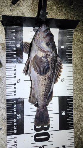 クロソイの釣果