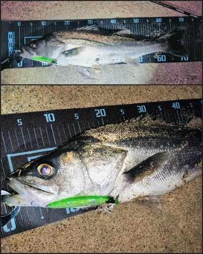 シーバスの釣果