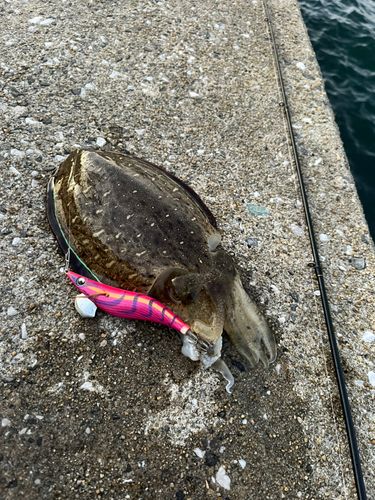 コウイカの釣果