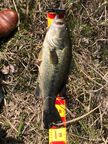 大通川（新潟市南区）