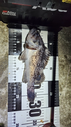 クロソイの釣果