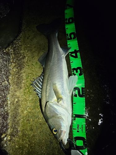 スズキの釣果