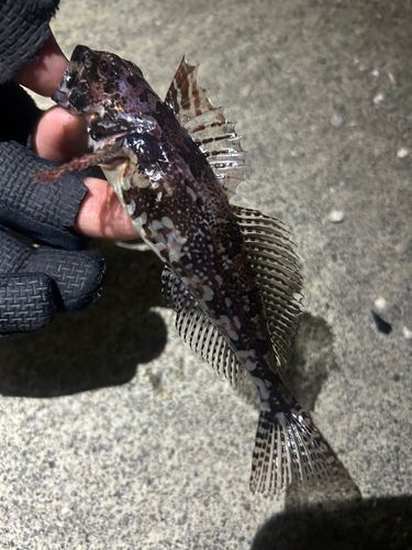 アナハゼの釣果