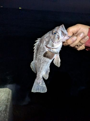 クロソイの釣果