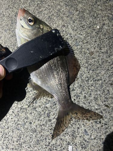 ウミタナゴの釣果