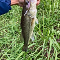 ラージマウスバス