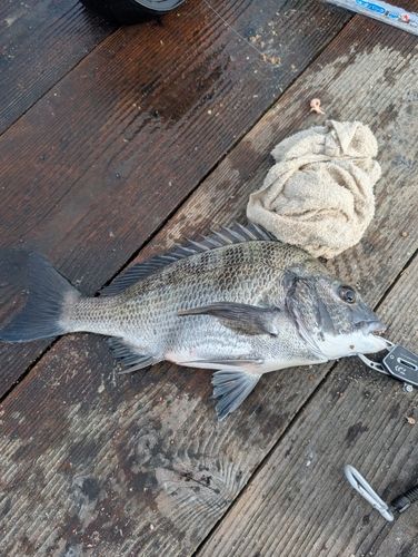 チヌの釣果