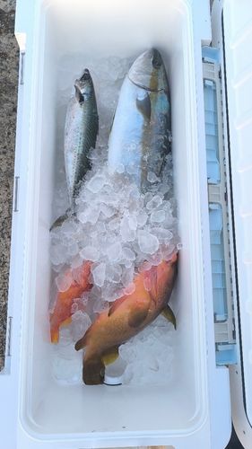 ヒラマサの釣果