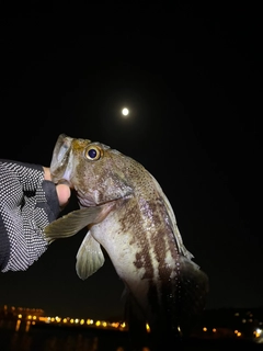 シマソイの釣果