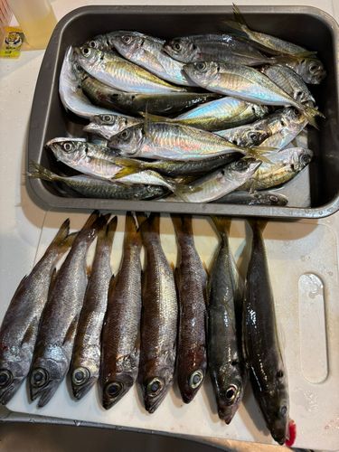 東京湾（アクアライン〜富津）