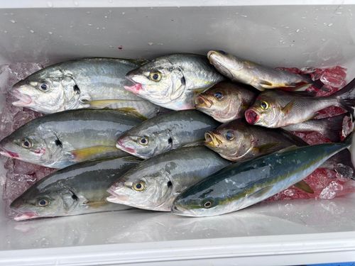 シマアジの釣果