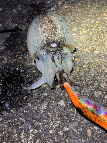 シリヤケイカの釣果