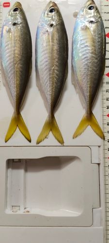 東京湾（富津〜金谷）