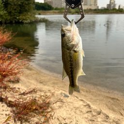 ラージマウスバス