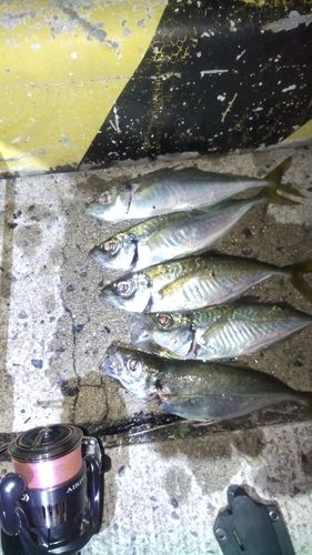 アジの釣果