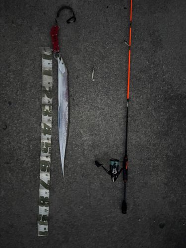 タチウオの釣果